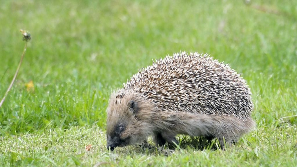 "On hirvittävää, kuinka nuoret rääkkäävät eläimiä ja tämä ei todellakaan ole ensimmäinen kerta, kun näin käy", rääkättyä siiliä hoitanut eläinlääkäri kommentoi. Kuvituskuva.
