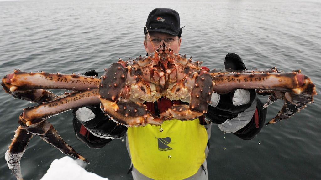 Norjan kuningasravut ovat kooltaan nykyisin aiempaa pienempiä. Suurin Varanginvuonosta pyydetty kuningasrapu painoi jopa 14 kiloa ja sen jalkojen välimitta oli kaksi metriä. (Ei kuvassa)
