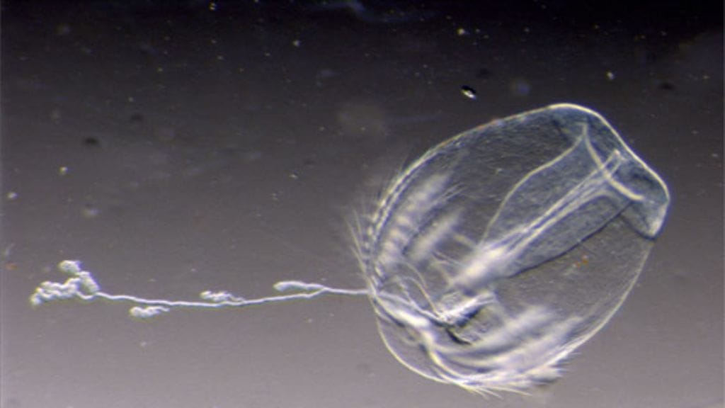 Arktinen kampamaneetti (Mertensia Ovum) toinen pyyntilonkero ulkona. Kampamaneetti on kooltaan 2mm. Kuva Maiju Lehtiniemi