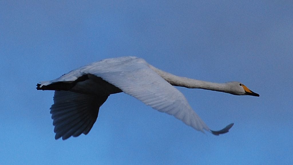 Poliisi sai asiasta ilmoituksen perjantaina illalla. Kuvituskuva.