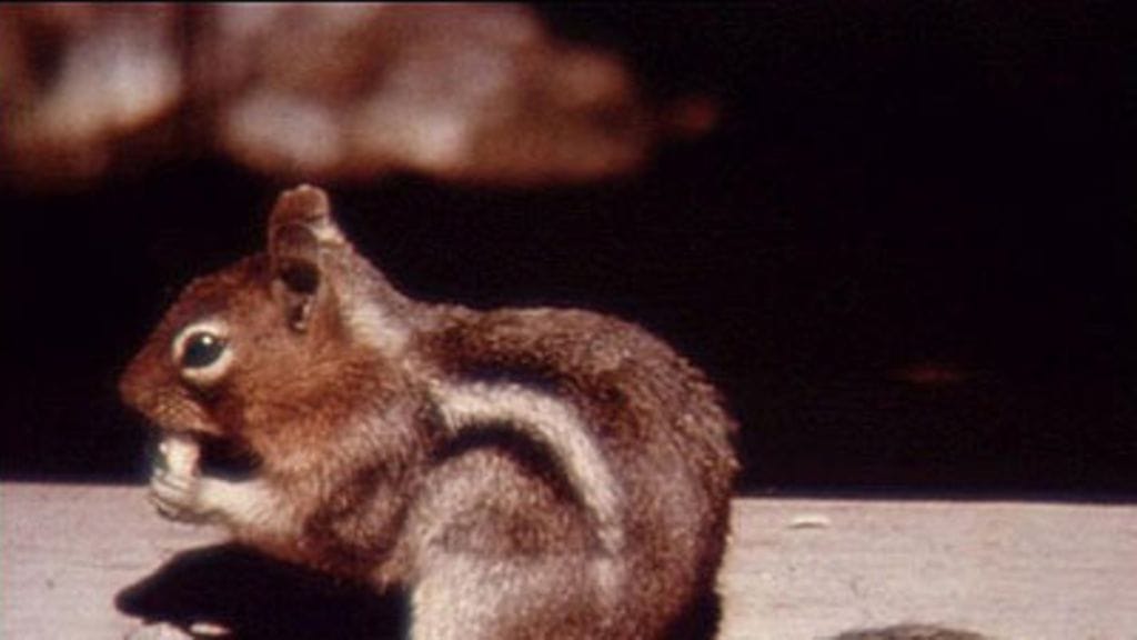 Maaoravan uusi nimi on tikutaku.