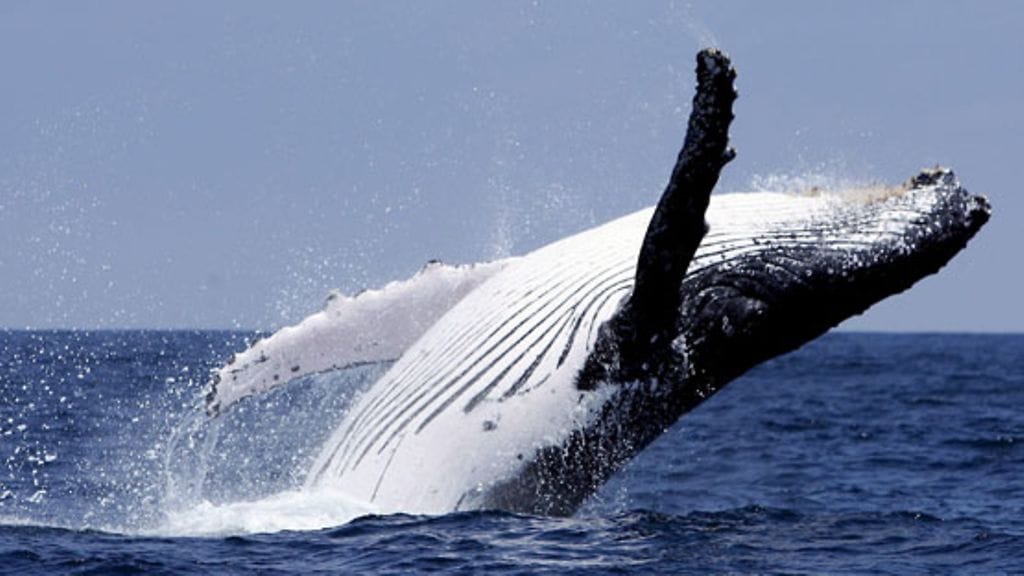 Kansainväliset ympäristö- ja eläinsuojelujärjestöt ovat kehottaneet Islantia kieltämään valaanpyynnin.