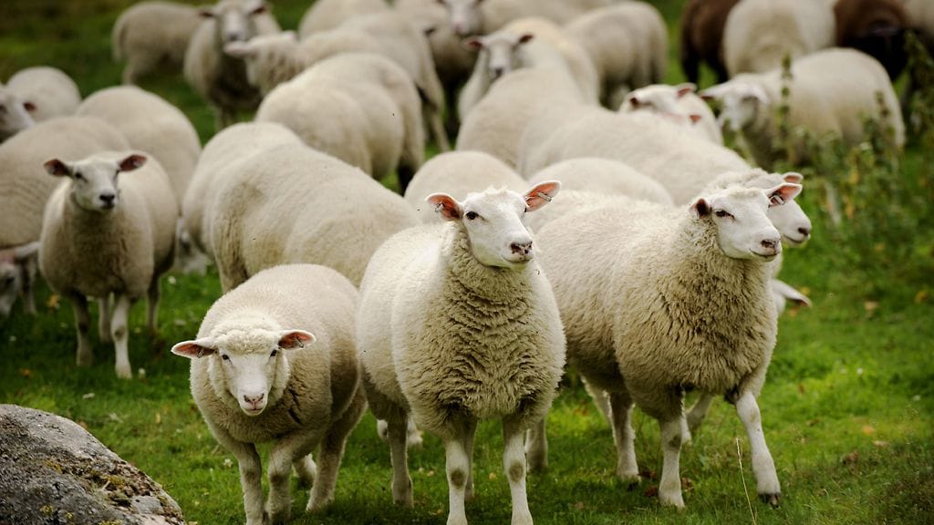 Eviran mukaan Suomessa ei myydä halal-lihaa tavallisena lihana.