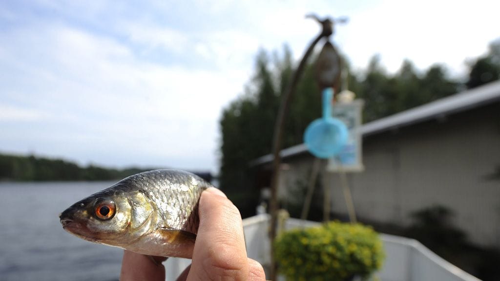 Ensi vuoden huhtikuun alusta kalastuslakiin tulee muutos, jonka mukaan kaikki alamittaiset kalat on palautettava veteen - elävinä tai kuolleina. Kuvituskuva, kuva ei liity uutiseen. (Lehtikuva)