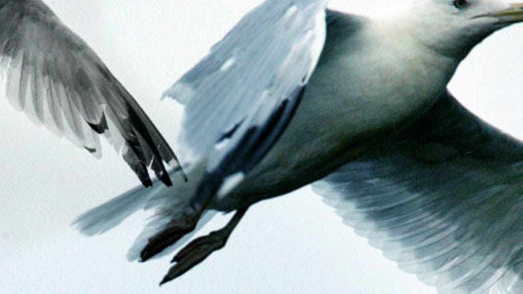 Birdlifen Suomen tiedottaja Lauri Hänninen.