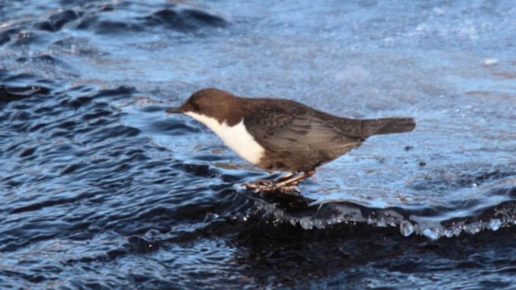 Uutissilmä: 6.3.2011 Koskikara Ilomantsissa