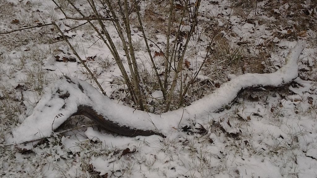 Oksa hirviö saanut uuden talviturkin hyvinkäällä