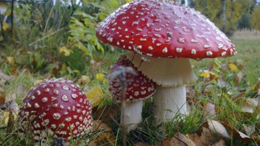 Punakärpässienen tunnistaa yleensä valkoisista pilkuista, mutta perheen poimimista kärpässienistä olivat pilkut huuhtoutuneet rankkasateessa pois.