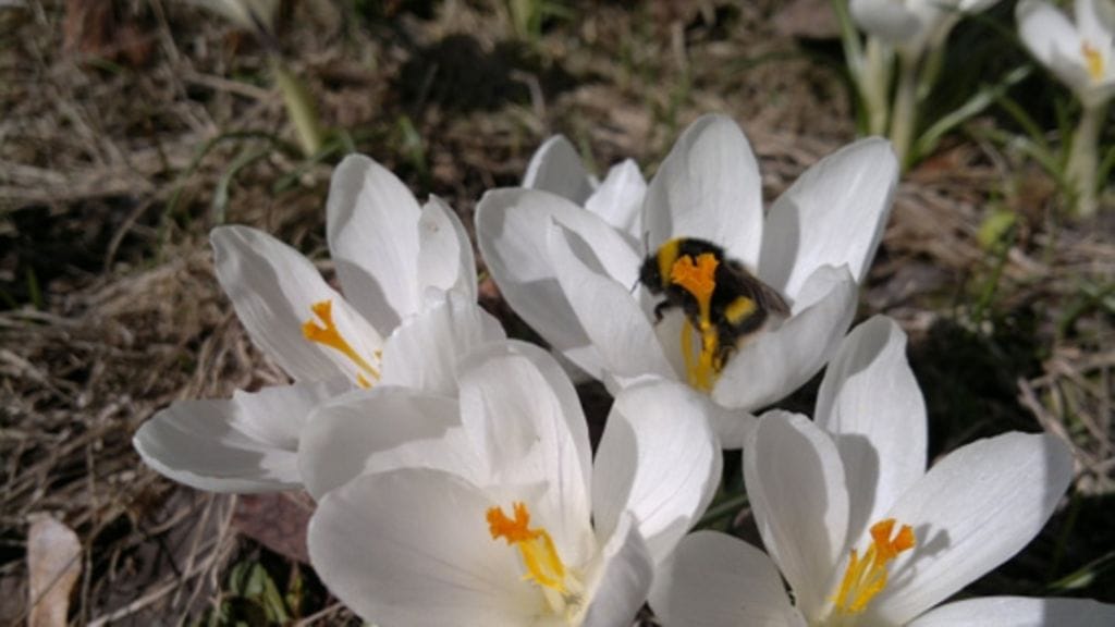 Uutissilmä: 17.4.2011, Kevät ja mehiläiset