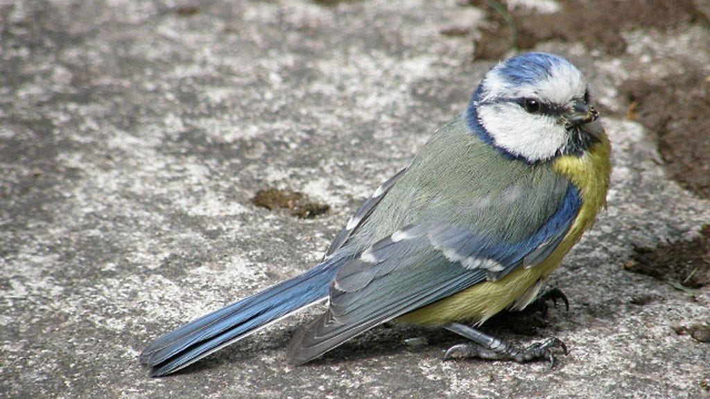 Uutissilmä 13.6.2013, Sinitiainen mökin rappusilla - Eura