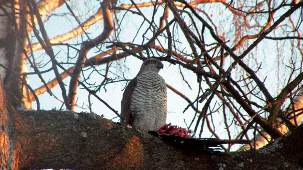 Uutissilmä 15.3.2013, Puotilan kanahaukka - Helsinki
