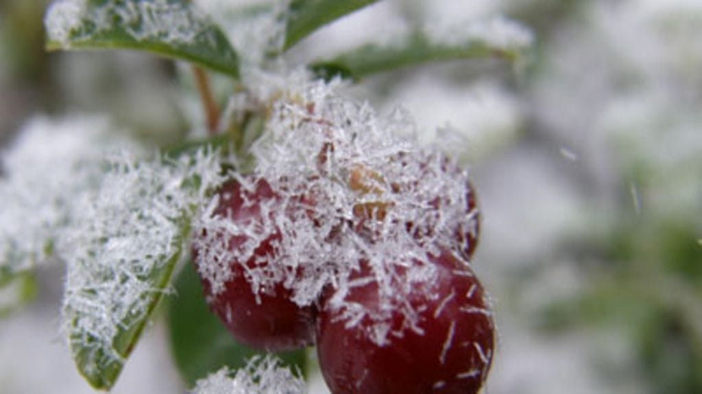Kuva ei liity Kolarin yllättävään lumentuloon. Pikkupakkasta ja lumisadetta Kajaanissa 14.11.2008. Kuvaaja:Jari Kaakinen.
