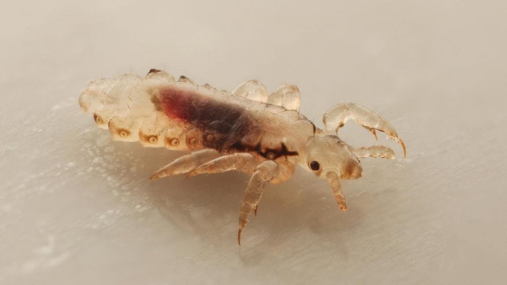 Päätäit ovat siivettömiä hyönteisiä, jotka asustavat ihmisen tukassa. Täit leviävät yleensä päähineiden tai hiusharjojen välityksellä. Epidemiat ovat yleisiä kouluissa ja päiväkodeissa.