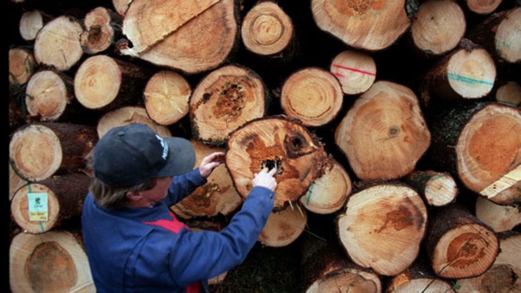 Puunkorjuuta Siilinjärvellä Pohjois-Savossa. Kuusitukkeja , osa liian vanhoja ja keskeltä lahoja.