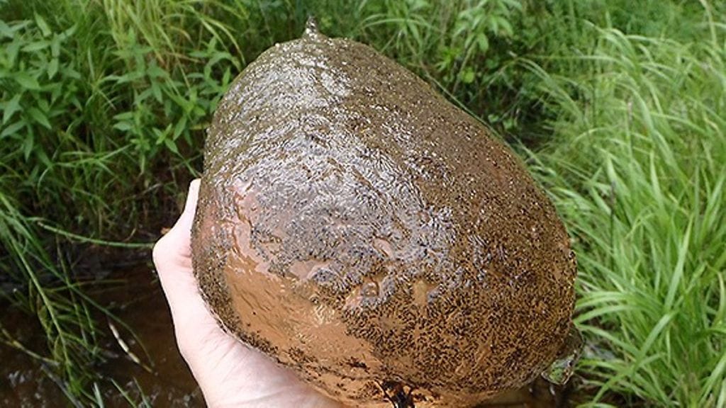 Sammaleläin (Pectinatella magnifica) elää jopa tuhansien yksilöiden hyytelömäisissä yhdyskunnissa.