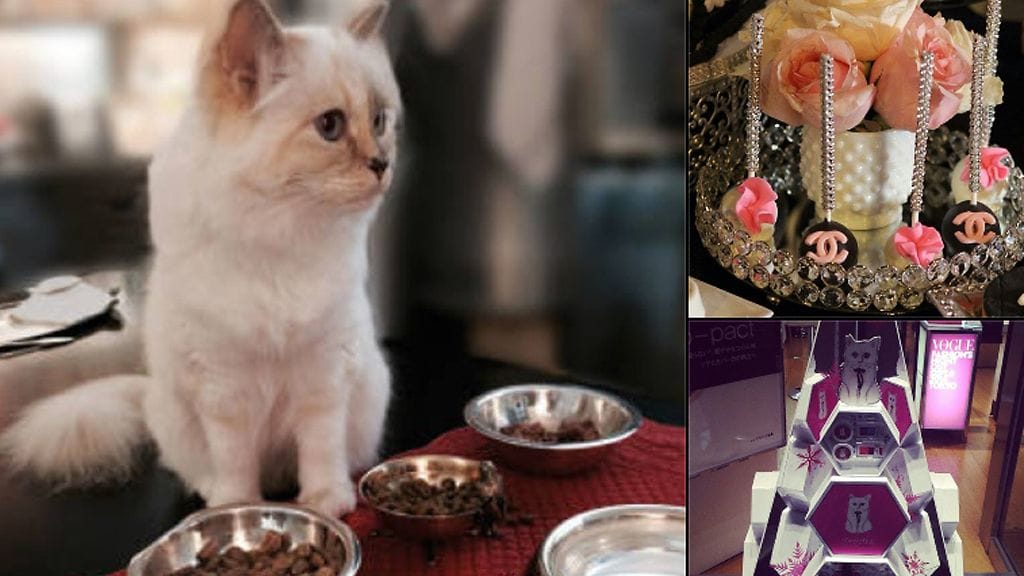 Choupette Lagerfeld viettää kissanpäiviä. Kuvakappaus muotimaailman lemmikin Instagram-sivulta.