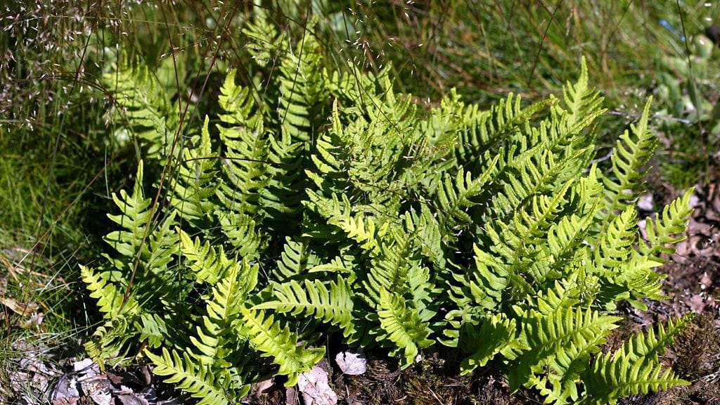 Kallioimarre on suomalaisista metsistä tuttu kasvi.