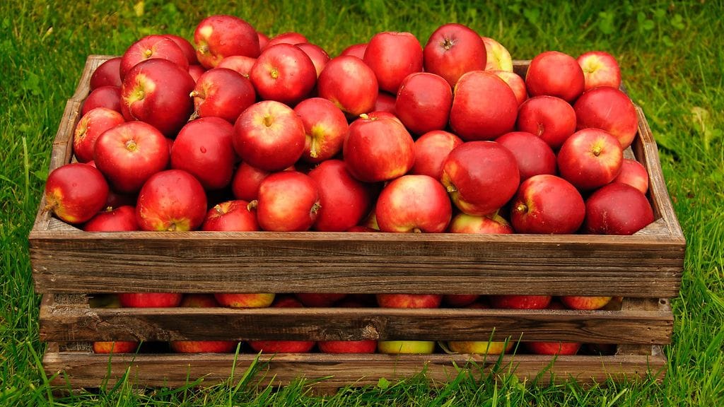 Omenasato on tänä vuonna jopa edellisvuotta parempi koleasta kesästä huolimatta.
