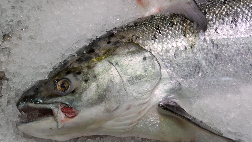 Lohen hinta on noussut tuntuvasti alkuvuonna. Suurimpana syynä on Chilen tappajalevien aiheuttamat kalakuolemat, jotka ovat tuhonneet arviolta 25 miljoonaa kasvatuslohta.