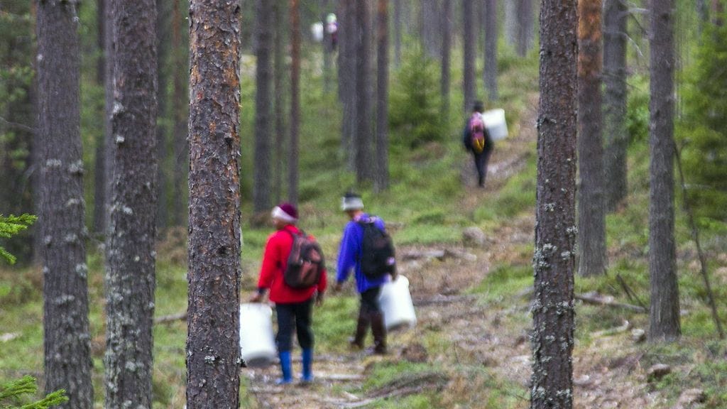 Thaimaalaisia marjanpoimijoita Rumon metsäalueella Valtimolla keskiviikkona 31. heinäkuuta 2013.