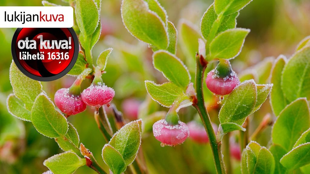 Ensi yönä hallaa on maan pohjois- ja keskiosassa.