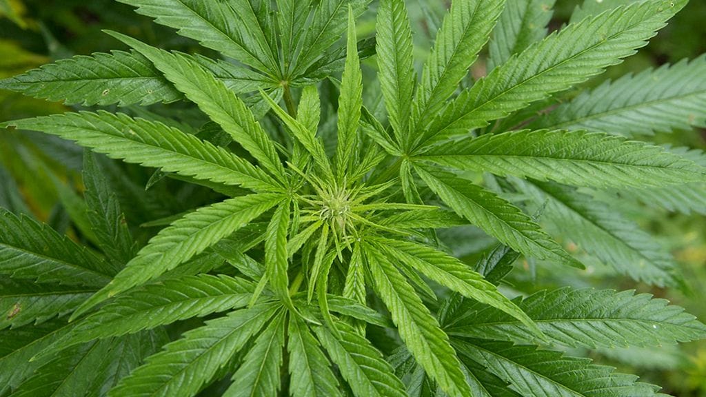 Pisimmän tuomion saanut mies vastasi oikeuden tuomion mukaan yli 131 marihuanakilon maahantuonnista ja levityksestä Suomessa.