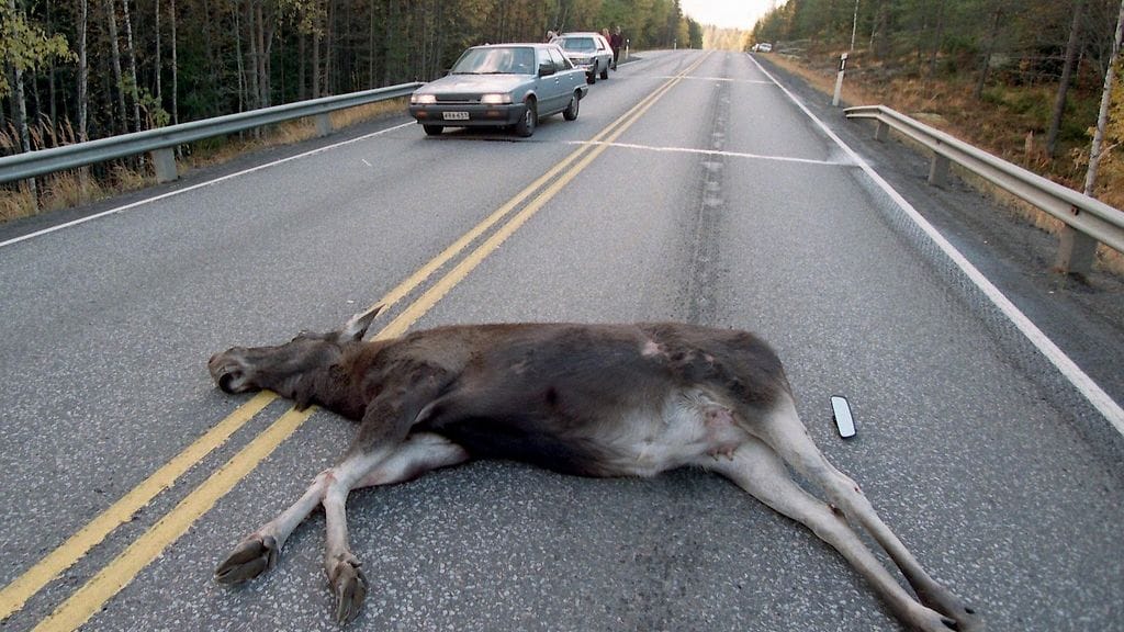 Hirvien kevätmuutto kasvattaa kolarivaaraa maanteillä. Erityistä tarkkaavaisuutta tarvitaan ilta- ja aamuhämärän aikaan.