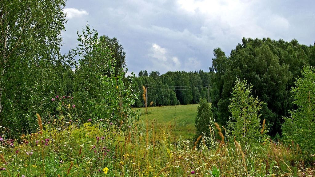 metsä_kesä