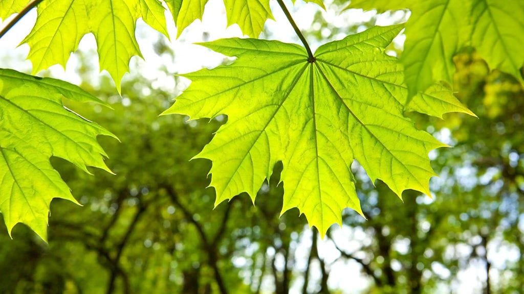 Syötäväksi tarkoitetut vaahteranlehdet tulee poimia keväällä, kun ne ovat vielä silmuja tai hyvin nuoria lehtiä.