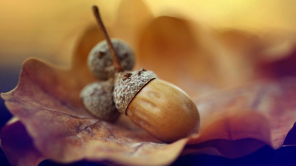 Huolellisesti käsitellyistä tammenterhoista voi tehdä vaikka leipää.