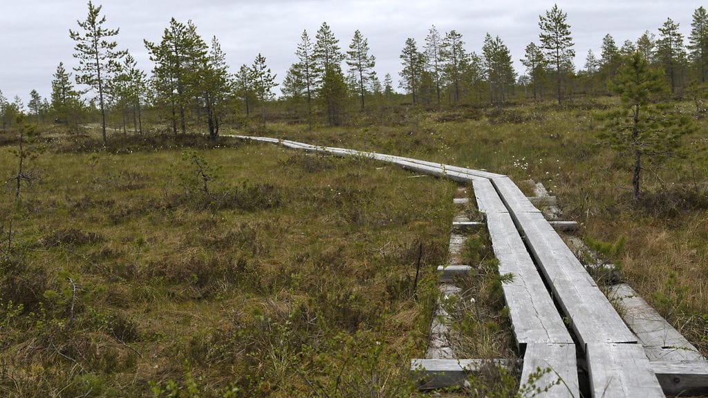 Professori Atte Korholan mukaan Suomessa on kunnostauduttu erityisesti monipuolisen metsäluonnon ja soiden tuhoamisessa.
