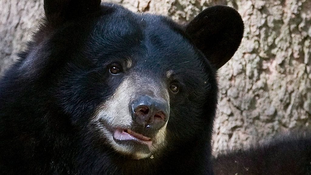 Kuvan mustakarhu ei liity tapaukseen.