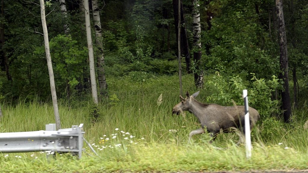 Kuvan hirvi on ikuistettu pääkaupunkiseudulla.
