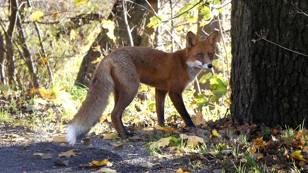 Tämä citykettu kuvattiin lauantaina Munkkiniemessä.