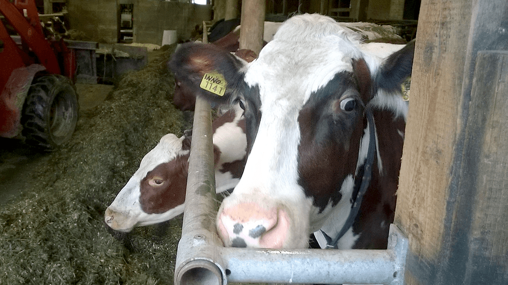 Kuvan lehmä ei liity tapaukseen.