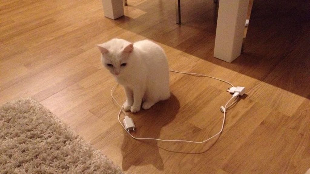 Nuppu-kissa toimi täysin odotusten mukaisesti. Ympyrä vallattu!