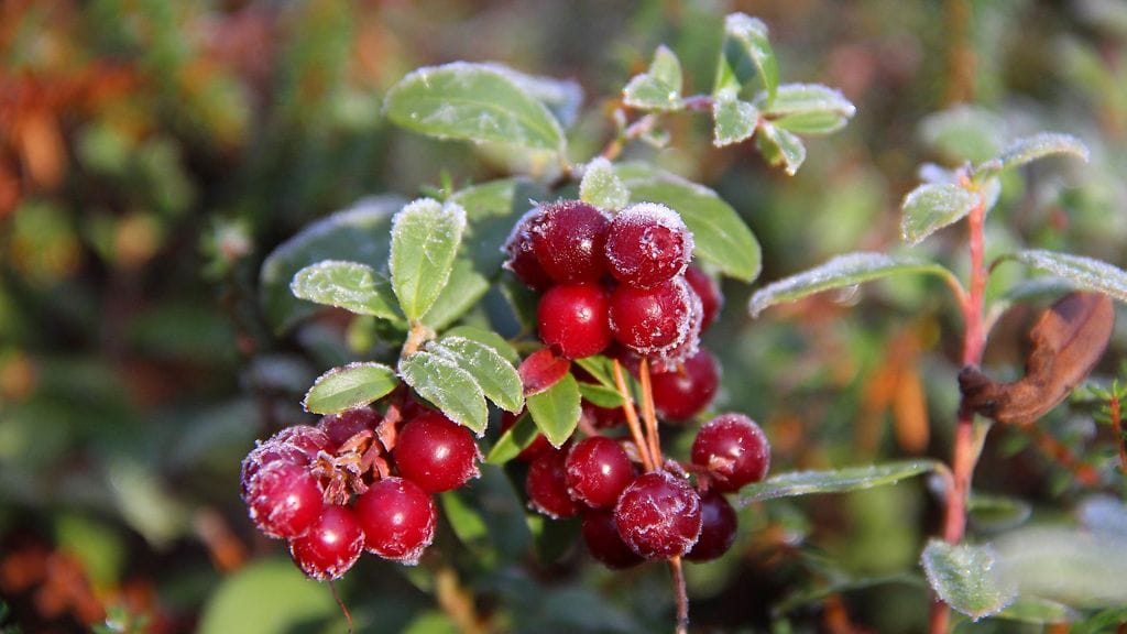 Puolukka oli ostajien suosikki. Lukijan kuva: Sinikka Kujala