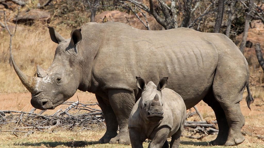 sarvikuono sarvi etelä-afrikka afrikka savanni