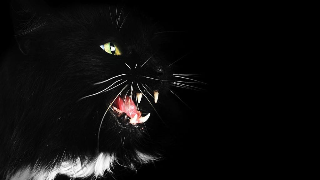 Esikoisteos Kissani Jugoslavia käsittelee muun muassa kissan roolia eri kulttuureissa.