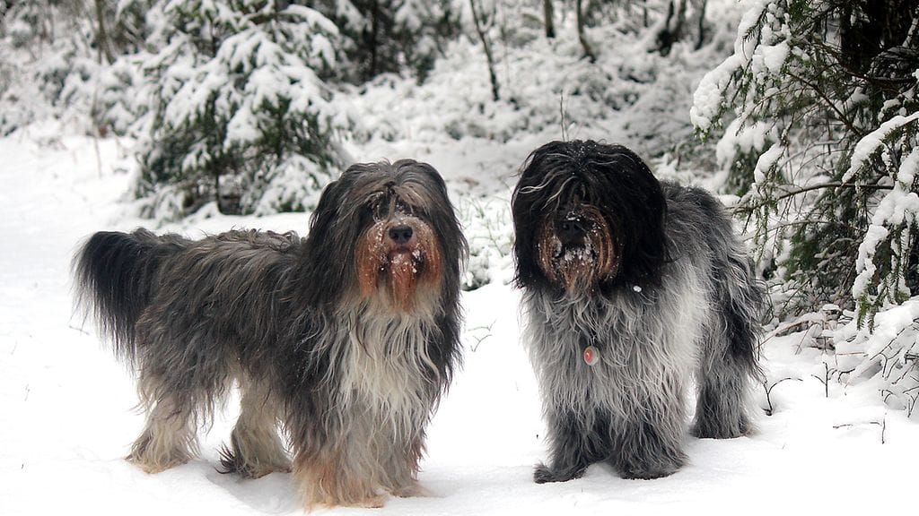 Rölli ja Ransu palkitaan Sankarikoirina. Niiden haukunta pelasti vanhuksen hengen.