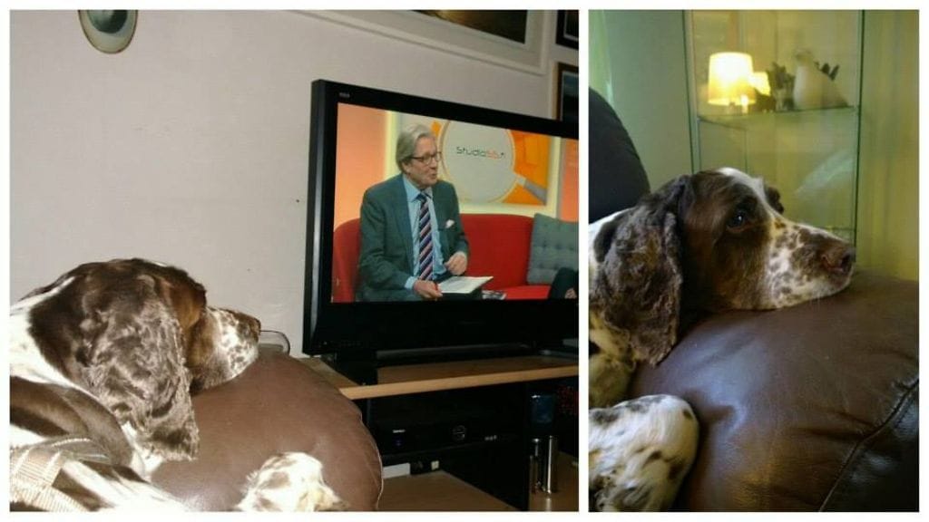 Tuija Nybergin lähettämä kuva Otosta joka katsoo Studio55fitä