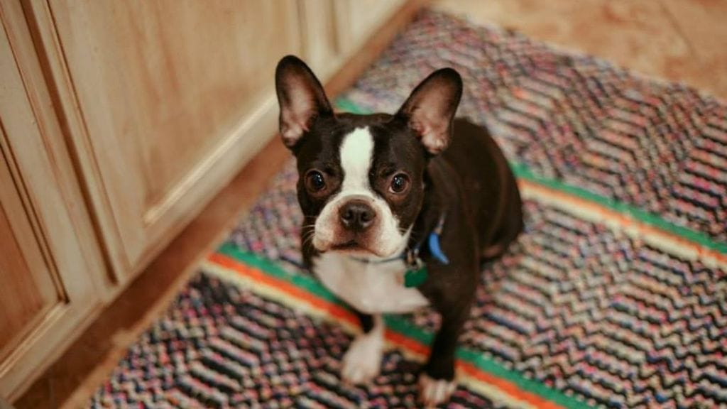 Terveiset Teksasista! Maria 't Hooft Simula