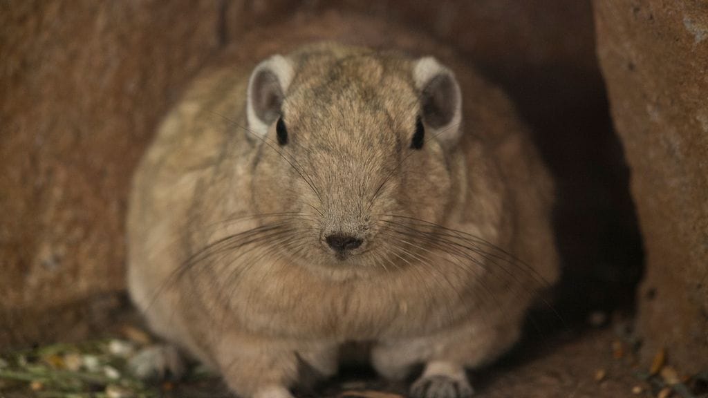 gundi
