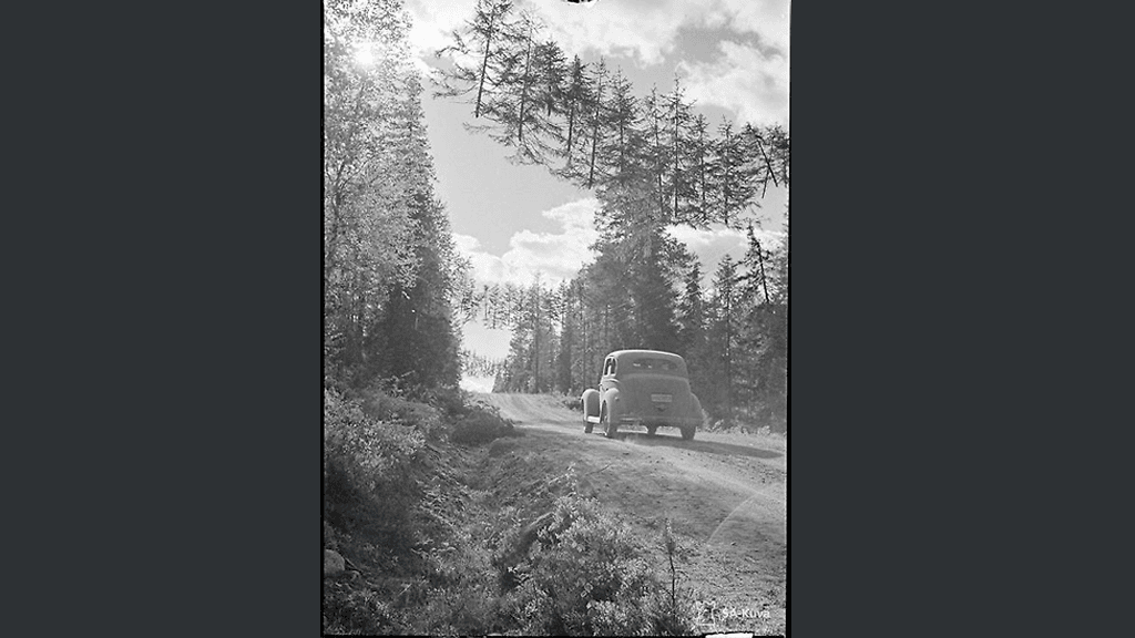 Ilmassa roikkuvat kuusen latvat ihmettyvät maailmalla. (Kuvankäsittely: MTV Uutiset.)