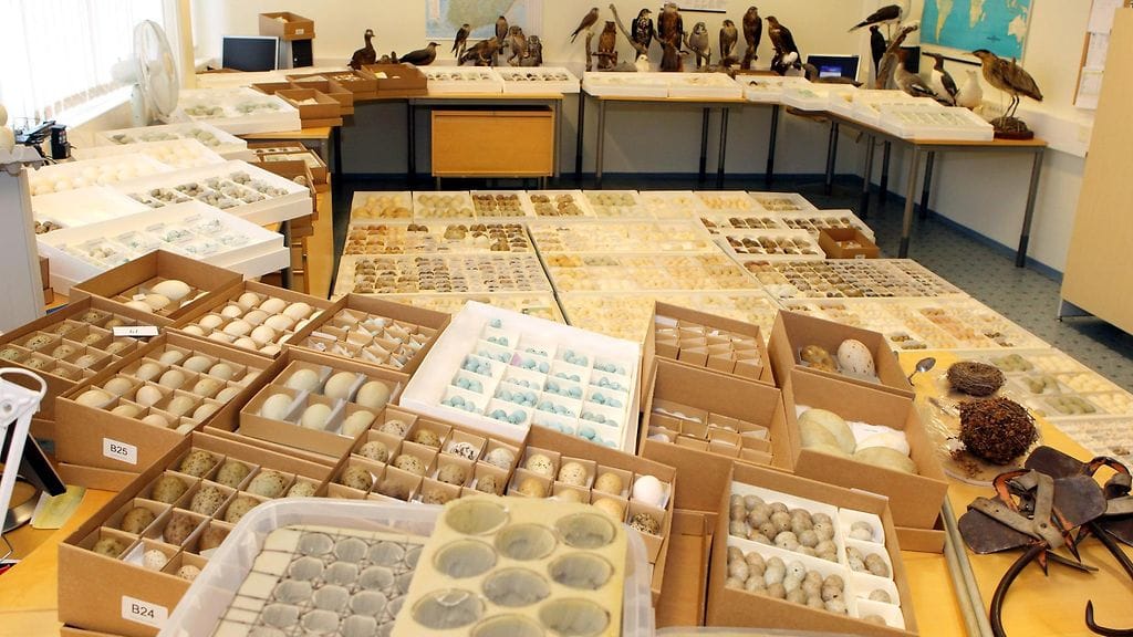 Takavarikoituja rauhoitettujen lintulajien munia tullin tiedotustilaisuudessa Kokkolassa 8. kesäkuuta 2012.