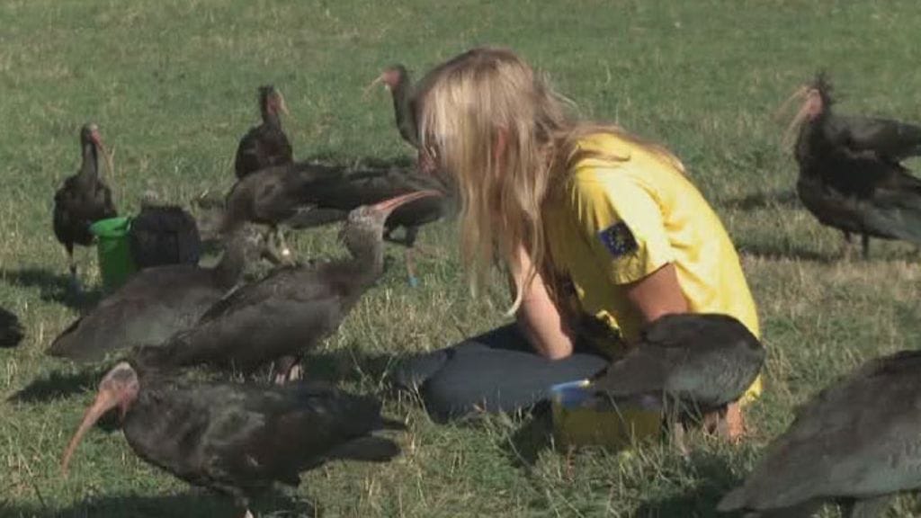 Töyhtöiibis ei osaa lentää ulkomaille ilman opastusta.