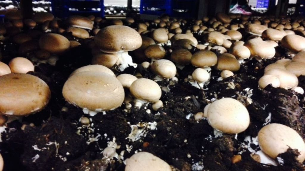 Herkkusienet tupsahtelevat vähitellen pintaan kasvualustallaan, kun kasvuolosuhteet on hiottu tarkkaan.