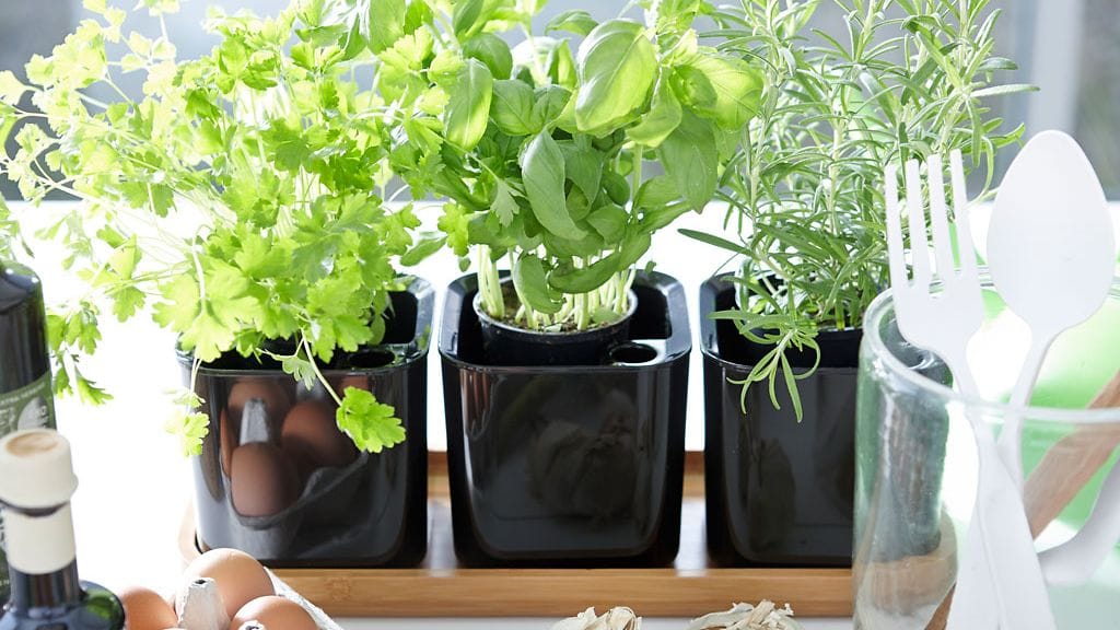 press_Lifestyle-Eden-3-herbal-pots-on-tray)