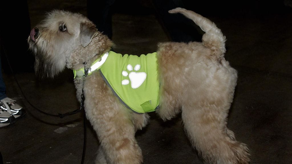 Heijastimen lisäksi kannattaa tarkistaa, että koiran muut varusteet ovat ehjät ja sopivan kokoiset.