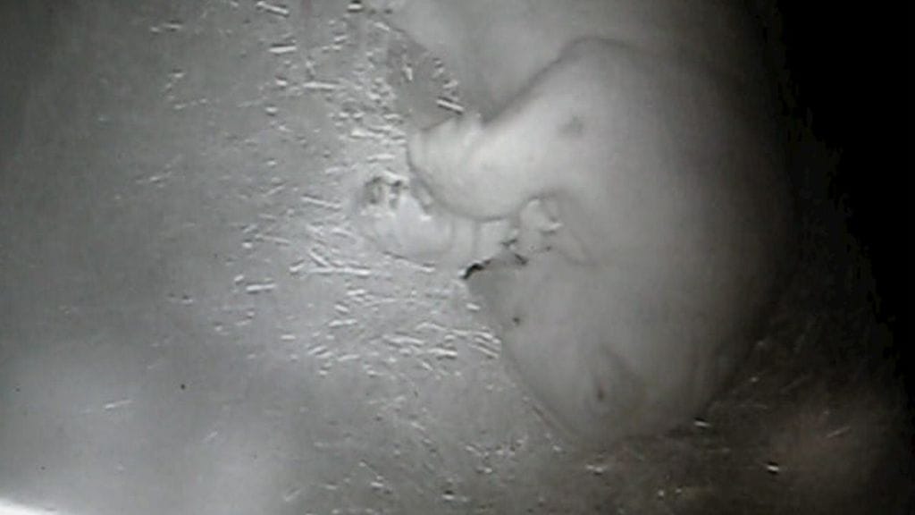 Ranuan eläinpuiston jääkarhunaaras Venus synnytti kaksi pentua 4.12.